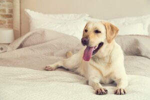 Hvornår er hunhunde mest frugtbare?