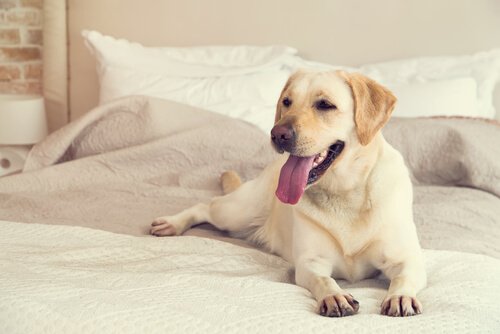Hvornår er hunhunde mest frugtbare?