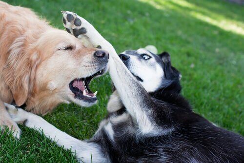 Hundekampe: Hemmelig dyremishandling
