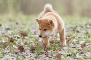 Lær om nogle af hundes færdigheder