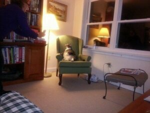 Den fedeste kat i verden bor på et hotel