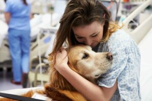 Servicehunde, der redder liv