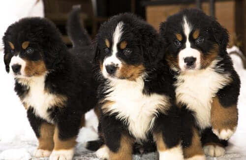 Tre Berner Sennenhunde på stribe