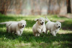 Sådan ved man, om en hund er godt socialiseret