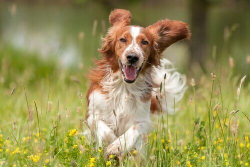 Nogle retningslinjer til at holde en hund glad