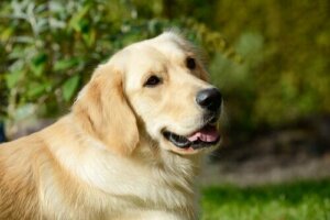 Hvorfor må du ikke give en hund cannabis?