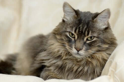 Kat kigger intenst på kamera