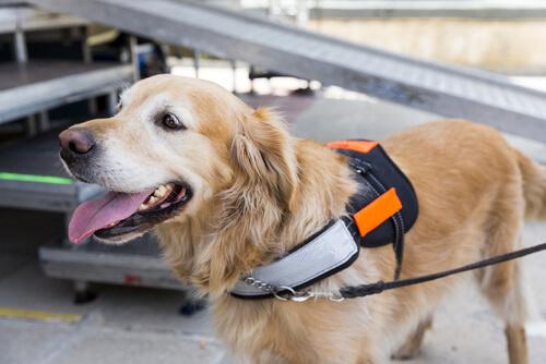 Sådan kan du stimulere en hunds intelligens