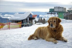 Hvor efterlader kendte deres kæledyr?