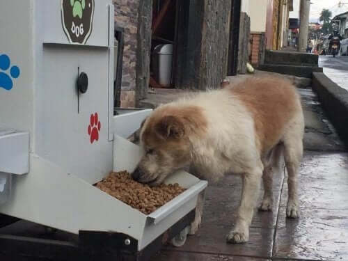 Hund spiser af foderautomat