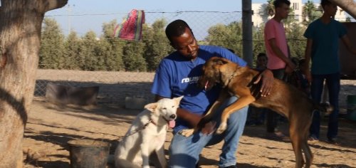 Hunde i Gaza fandt et sted at bo