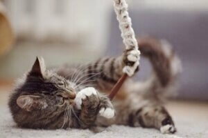 De bedste gaver til kæledyr