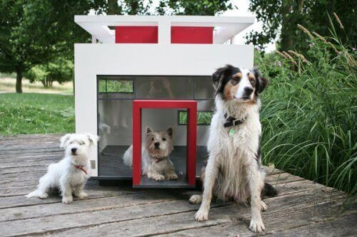 De mest luksuriøse hundehuse