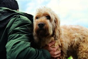 Hemmeligheder om venskabet mellem mennesker og hunde