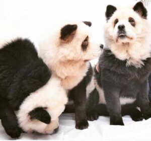 Panda chow chow: Er det en hund eller en panda?