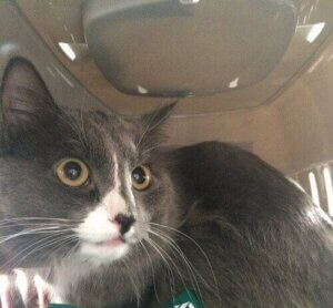 Mød den russiske kat med en månedsløn på 3000 kroner