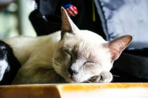 8 fordele ved at adoptere en ældre kat