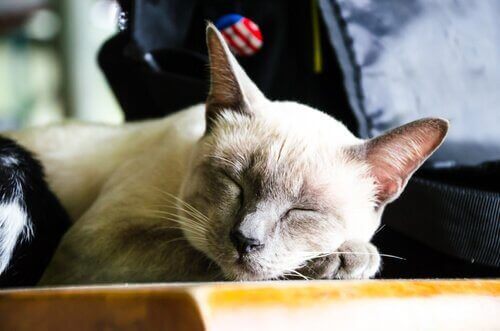 8 fordele ved at adoptere en ældre kat