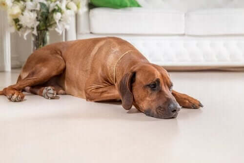 Pessimisme hos hunde er farligt