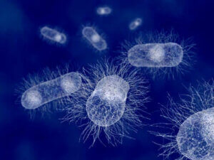 Escherichia Coli: Pattedyrenes bakterie