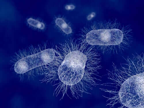 Escherichia Coli: Pattedyrenes bakterie