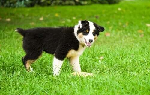 Grunde til, at hunde har gul afføring - Sundhed My Animals