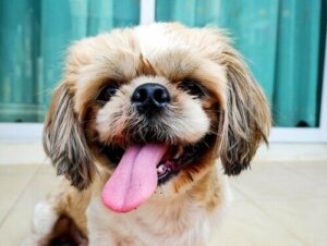 Hunde kan huske de ting, du gør