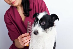 Tips til pleje af en hunds pels