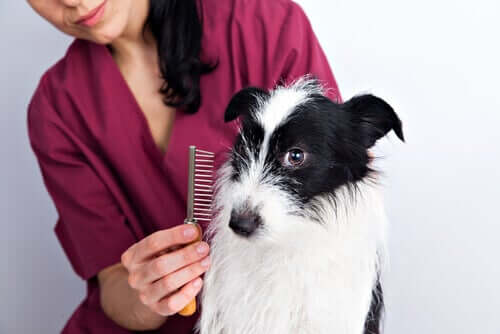 Tips til pleje af en hunds pels