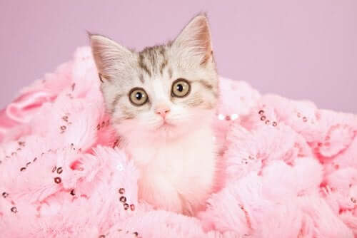 Killing ligger i lyserødt tæppe