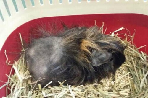 Stress hos marsvin kan forårsage hårtab