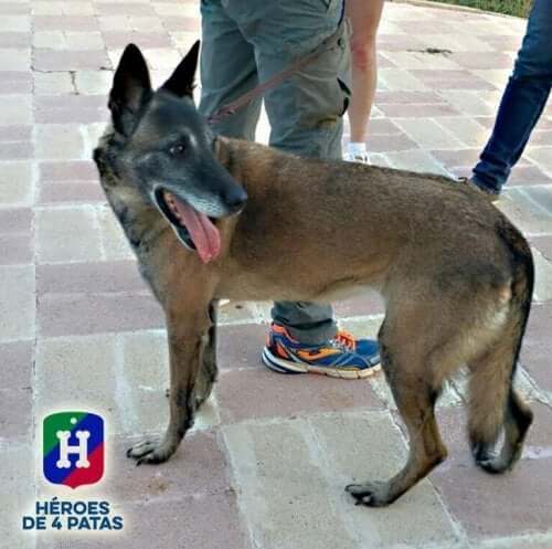 Foreningen, Firebenede helte, finder nye hjem til pensionerede servicehunde