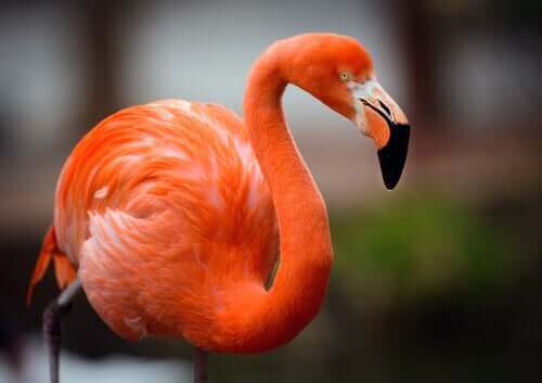 Pink flamingo