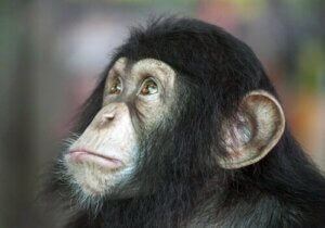 Hund eller chimpanse: Hvilken er klogest?