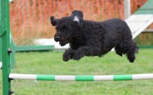 Hundeorganisationer er en vigtig faktor i konkurrencer