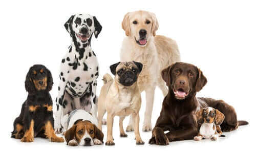 De vigtigste hundeorganisationer i verden