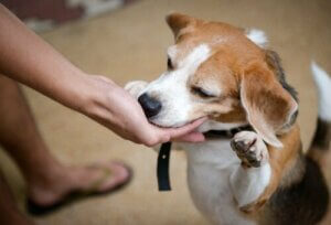 Hvornår bør vi give hunde godbidder?