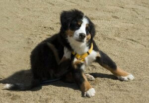 Forholdsregler for hunde med loppeallergi