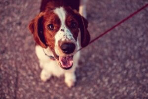 Ved du, hvilket land der har flest hunde?