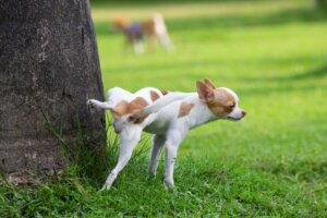Tre reproduktive sygdomme, der kan påvirke hanhunde