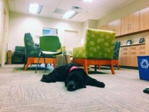 Hundeprofessoren på University of Southern California