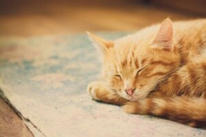 Grunde til, at katte sover meget