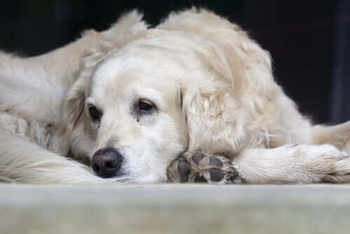Syg hund grundet diabetes hos hunde