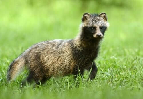 En mårhund på græs