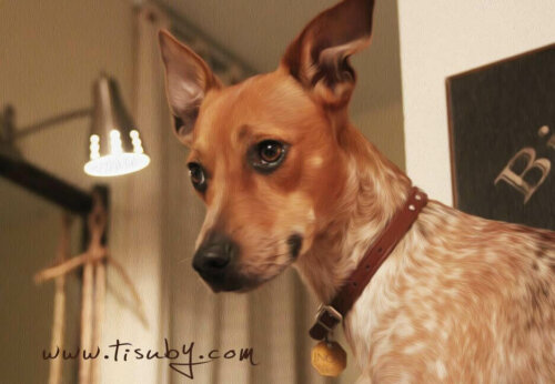 I interviews har Tisuby sagt, at musik og dyr er hendes to store lidenskaber. Og nu ser det ud til, at hun har fundet en måde at kombinere de to med en sang dedikeret til hunde