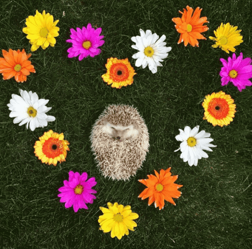 Pindsvin i hjerte af blomster