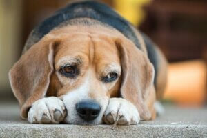 Opdag farerne ved diabetes hos hunde