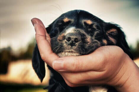 Blindhed hos hunde