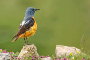 Guadarrama Nationalparken og dens fauna