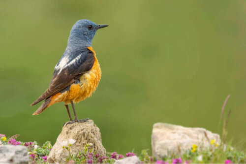 Guadarrama Nationalparken og dens fauna